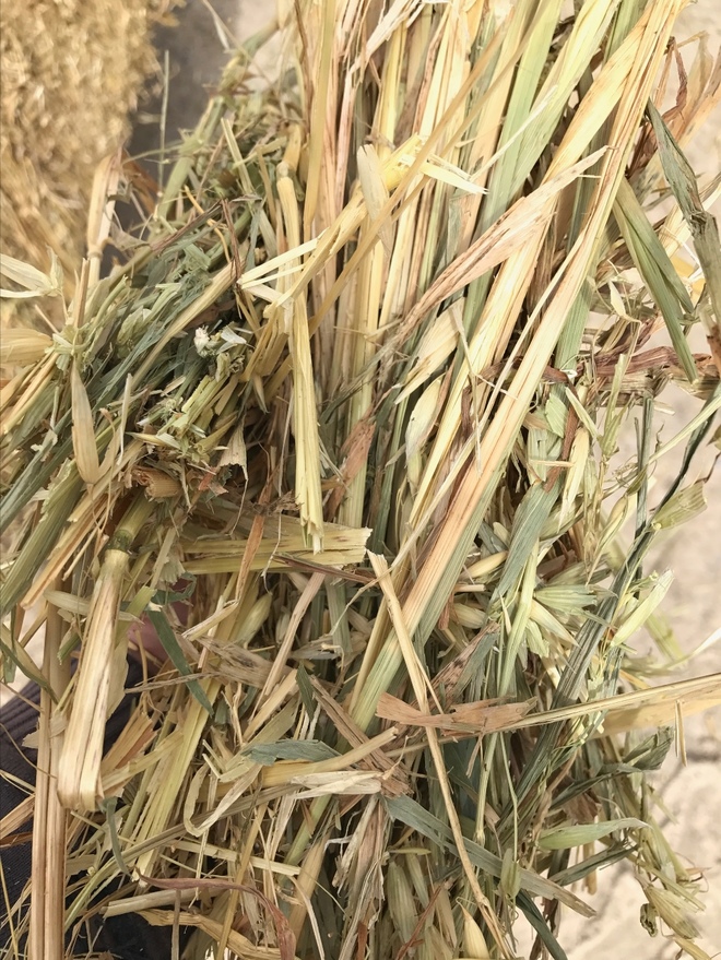 Oaten Hay 8x4x3 800 x 550 KG Approx Bales & Shedded